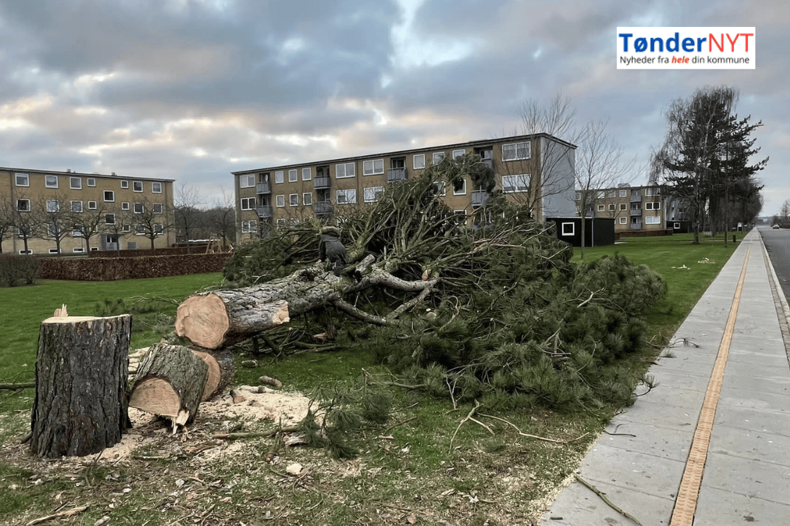 Store sunde træer fældet i Tønder